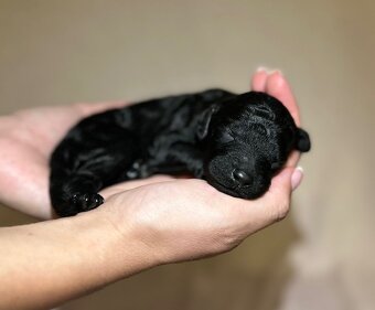 Pudel veľký čierny - 3