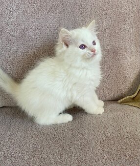 Ragdoll bez PP - 3