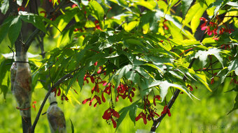 Bonsai 19 - 3