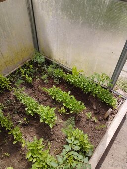Predám planty (priesady rajčiny a papriky) - 3