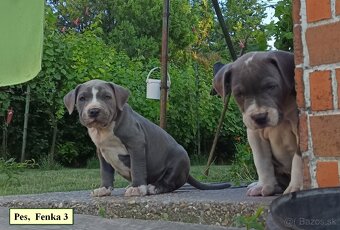 Americký stafordsirsky terier, american bully XL - 3
