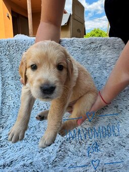 Zlatý Retriever šteniatka - 3