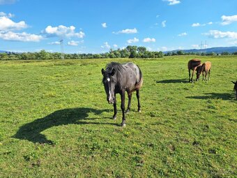 Shagya arab kobylka - 3