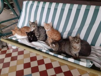 Darujem mačičky - 3