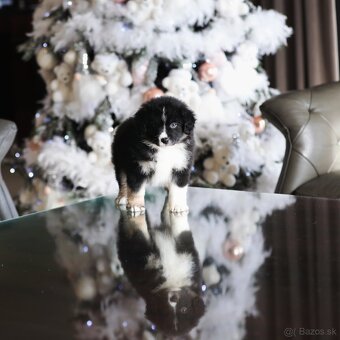 Miniatúrny americký ovčiak - 3