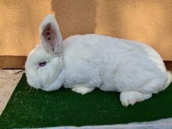 NOVOZELANSKY.   BIELI - 3