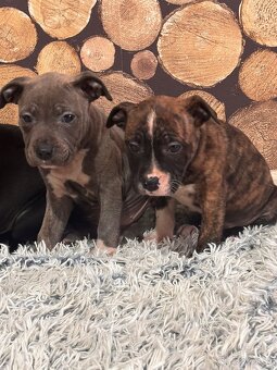 stafordšírský bulteriér - 3