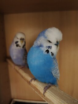 Výstavné andulky celý chov - 3