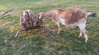 Ovce a Kozy na predaj - 3