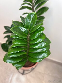 Zamioculcas zamiifolia Zenzi - 3