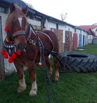 Predám prípadne vymenim koná do lesa - 3