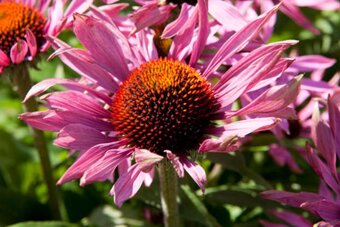 Echinacea purpurea – ružová - 3