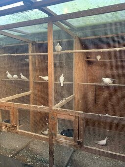 Predám páriky Hrdličky bielej - 3