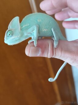 Chameleón jemensky terarium - 3