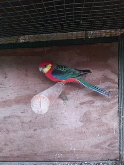 Predám vymením rozela žltolíca - 3