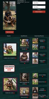 American bully pocket krytie - 3