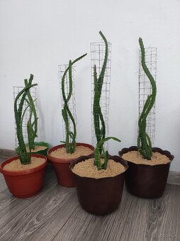 Pitahaya žltá, Hylocereus megalanthus - 3