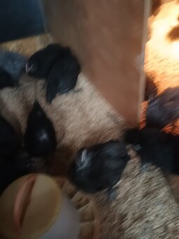 Kohútik australorp - 3