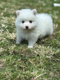 Pomeranian - 3