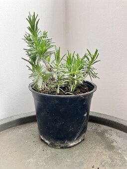 Levandula - 3