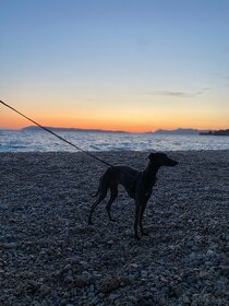 Krytie Taliansky Chrtík - 3