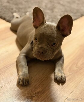 Francúzsky buldocek - 3