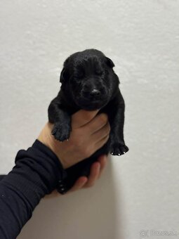 Nemecký ovčiak s PP - 3