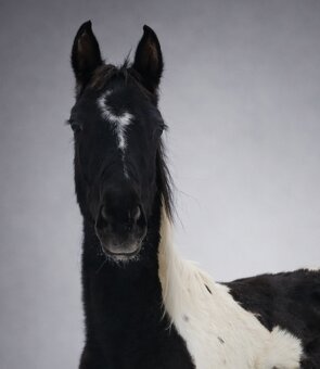 Podílová APH kobylka - 3