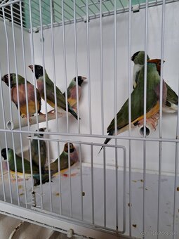 Amadina gouldová - 3