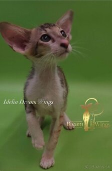 Orientální kočka s pP Idelia - 3
