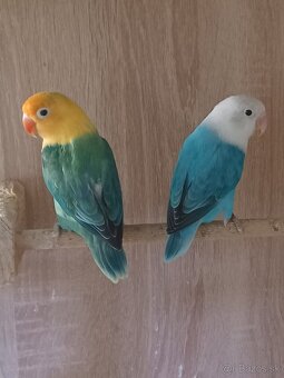 Agapornis fischeri - 3