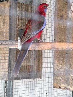 Rozela penant samicka - 3