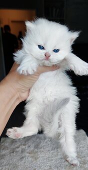 Britské mačiatka❤️extra kvalita - 3