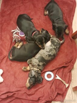 Jazvečík krátko srstý  nar.23.8 - 3