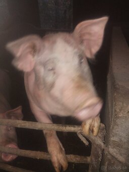Domáce prasiatká - 3