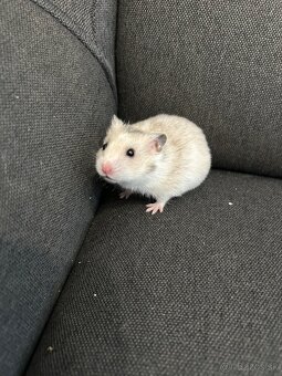 Škrečok sýrsky - 3