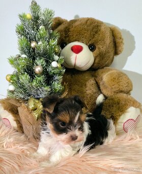 Jorksir Yorkshirsky terier - 3