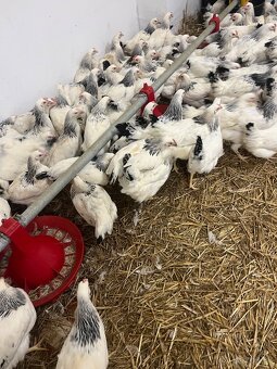 Mládky,Kurčata,nosnice - 3