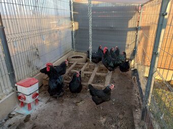 Predám násadové vajíčka australorpky - 3