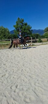 Welsh cob - 3