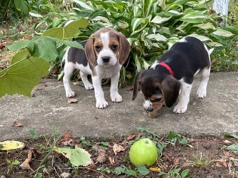 Beagle - 3
