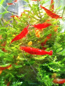 Bloody Mary krevetky - 3