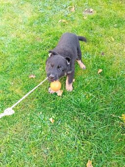 Nemecký ovčiak šteniatka - 3