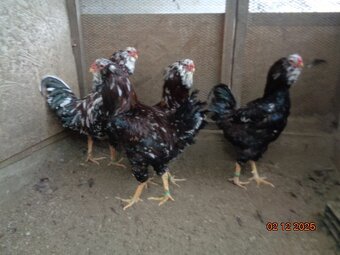 Orlovka pestrá-kohúty - 3