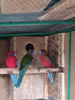 Rozela penant samec - 3