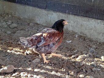 Indická bojovníčka. - 3