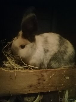 Predám izbové zajačiky - 3