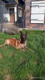 Belgicky ovciak malinois - 3