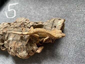Pagekon riasnatý - Correlophus ciliatus - 3