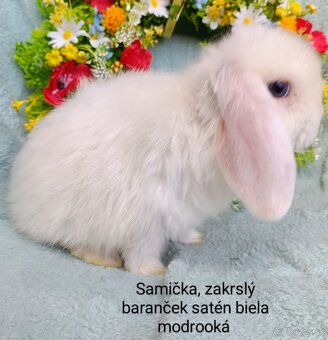 Zakrslý baranček satén s VP samička biela, modré oči - 3